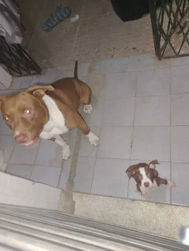 Filhote de Pit Bull