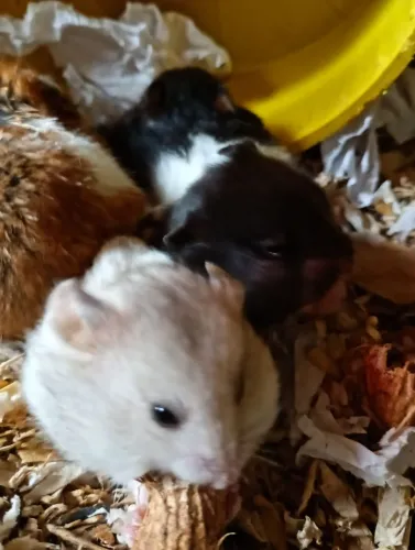 R$25 Hamster sírios filhotes