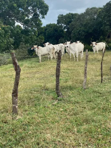 Vendo lote de vacas e novilhas