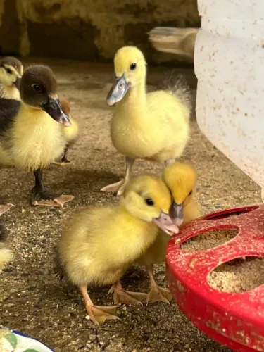 Vendo Patos Filhotes (adultos e jovens também)