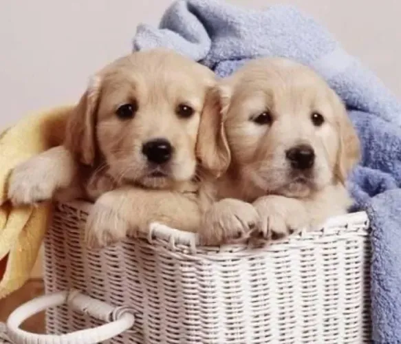 Belos Filhotes de Golden Retriever com Vermífugo e Pedigree ..