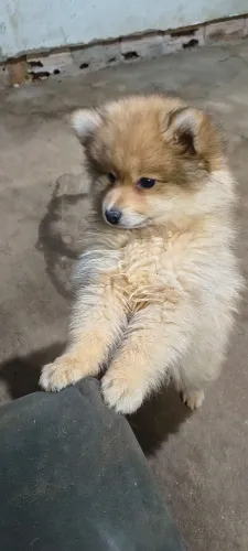 Lulu da Pomerânia/Spitz Alemão 