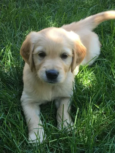 Golden Retriever Filhotes | Dóceis, Alegres e Companheiros