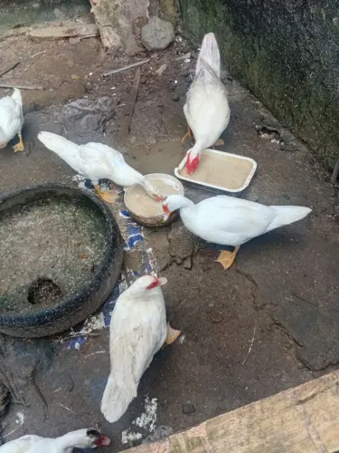 Criação de pato verso aves