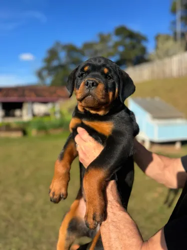 Rottweiler filhotes gigantes