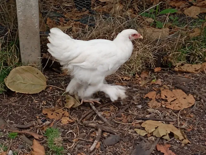 Galinha Brama