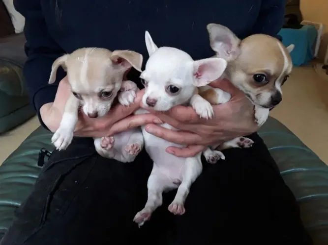 Lindos filhotes de chihuahua criados com carinho.