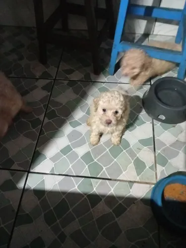 poodle n 1