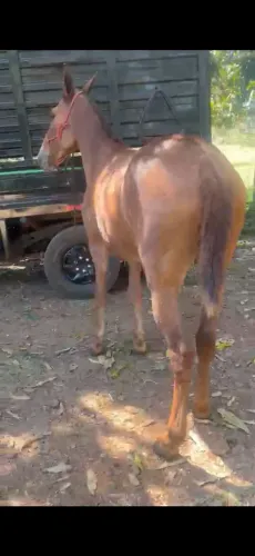 Burro extra