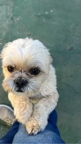 Vende-se esse Pet