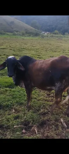 Vaca girolanda
