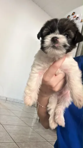 Cachorro