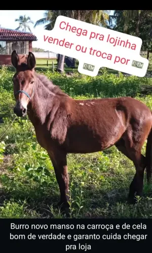 Burro novo e manso de carroça e de cela