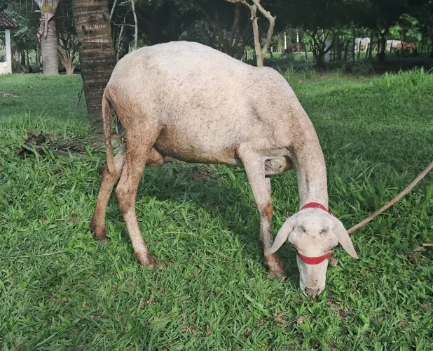 ovelha santa inês