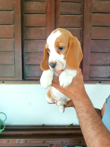 Filhotes de Beagles
