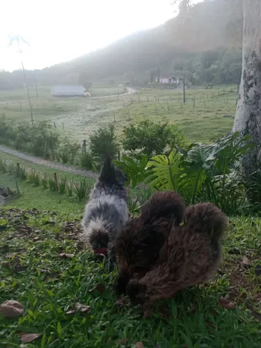 Vendo garnisé 