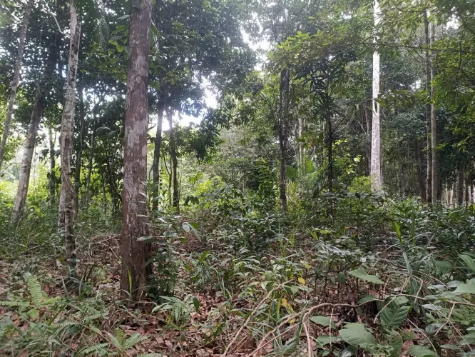 Terreno à Venda no Japara I em Arraial d'Ajuda