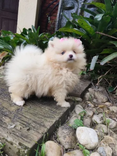 Lulu da Pomerânia 