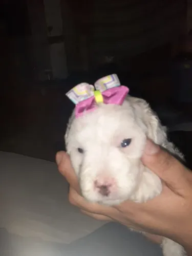 Poodles lindos