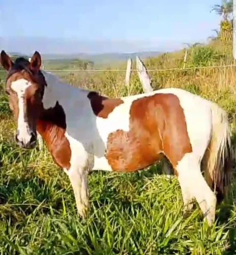 Cavalo Pampo
