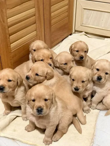 Golden adorável