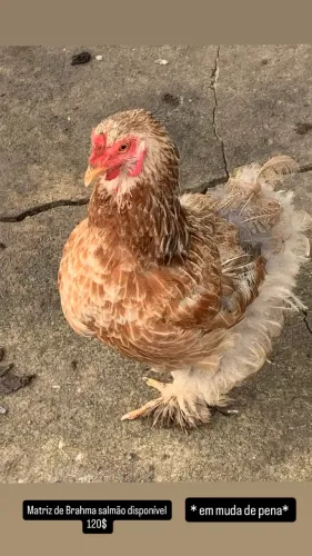 Galinha Brahma salmão