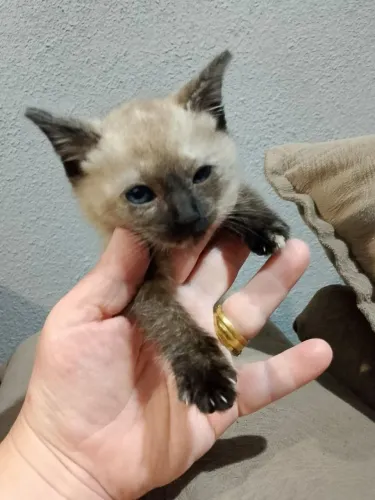 Doa se gatinha