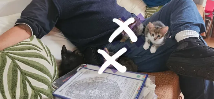 Doação gatos filhotes