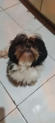 Cachorro pra vender