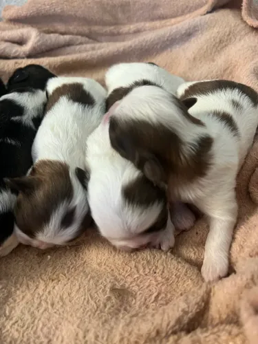 Filhotes de Shihtzu para reserva
