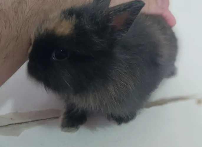 Coelho Fêmea filhote bem peludinha Mini Lion Juba começando a se formar