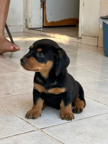Cachorro Salsicha