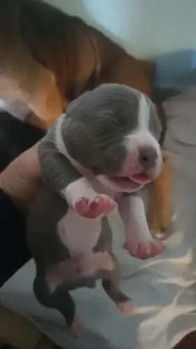 Filhotes Pitbull 