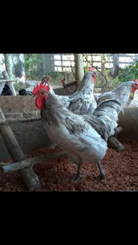 Frango Rhod Island