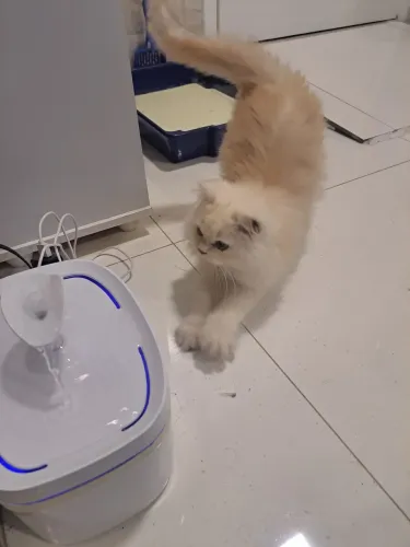 VENDO GATO PERSA