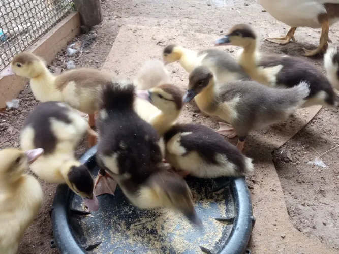 Patinhos de 1 mês 