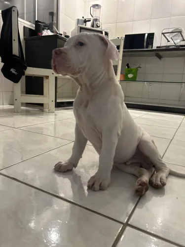 Filhote de Pitmonster