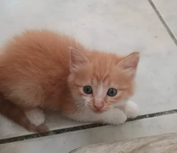 Gatinha para doação