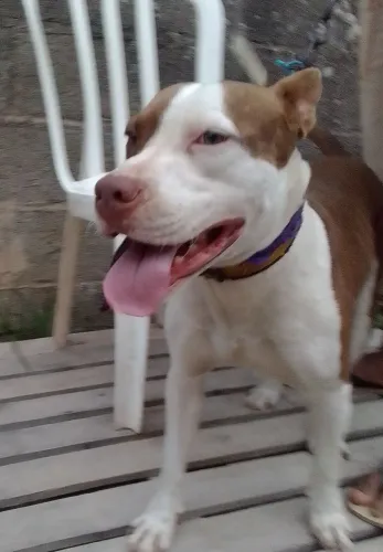 Doação cão mestiço de Pitbull