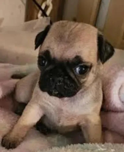 Pug Filhotes Altamente Obedientes.