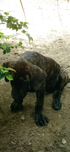 O último filhote de fila preço especial