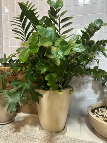 Plantas à venda - Somente R$ 870,00 tudo - Aceitamos cartao
