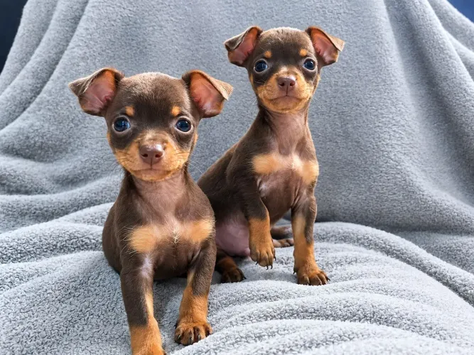 Pinscher 0 chocolate exótico