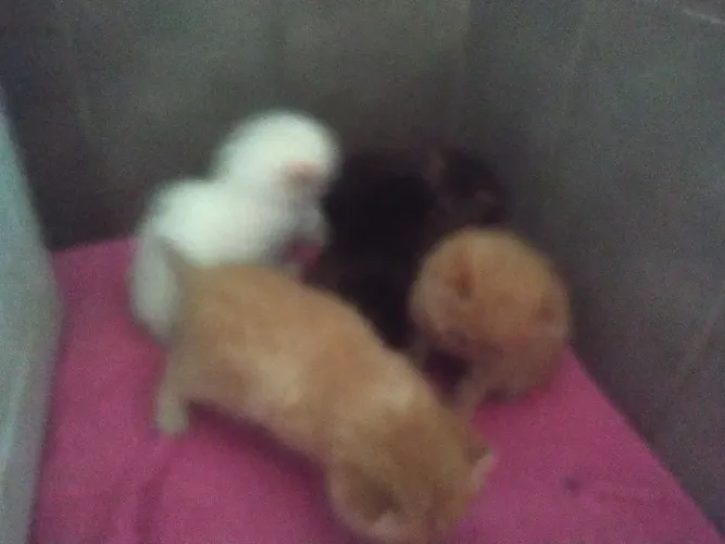 Lindos Persinhas