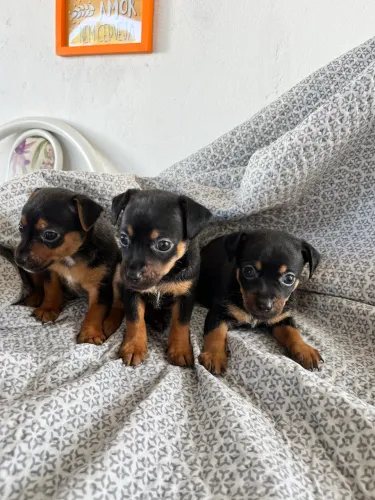 Vende-se pinscher