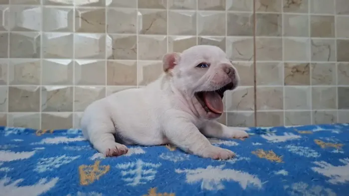 Bulldog Francês Platinum