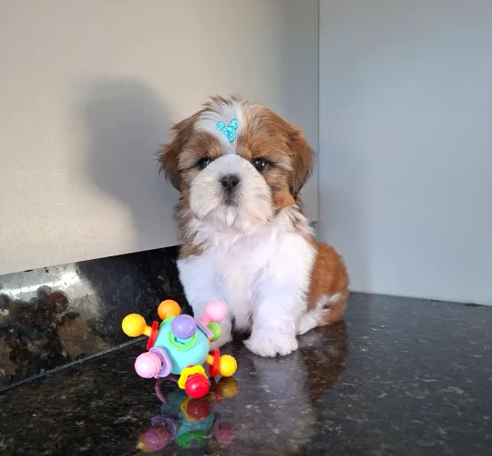 Shihtzu macho raça pura com garantia 