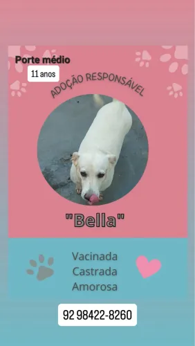 Adoção responsável 
