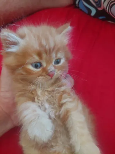FILHOTE GATO PERSA À VENDA