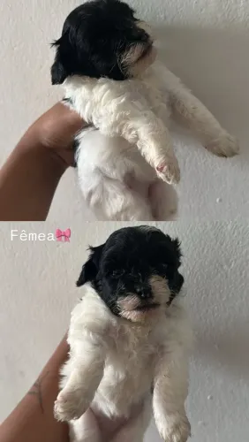 Filhotes de poodle